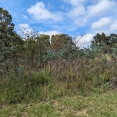 Acacia dealbata at Evatt, ACT - 19 Feb 2024