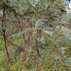 Acacia dealbata at Evatt, ACT - 19 Feb 2024