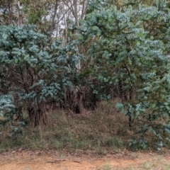 Acacia baileyana at Evatt, ACT - 19 Feb 2024