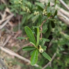 Pyracantha angustifolia at Evatt, ACT - 19 Feb 2024