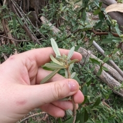 Pyracantha angustifolia at Evatt, ACT - 19 Feb 2024