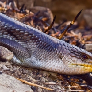 Tiliqua nigrolutea at Seaview, VIC - 25 Mar 2018 01:32 PM