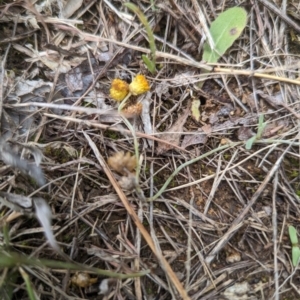 Chrysocephalum apiculatum at Evatt, ACT - 19 Feb 2024