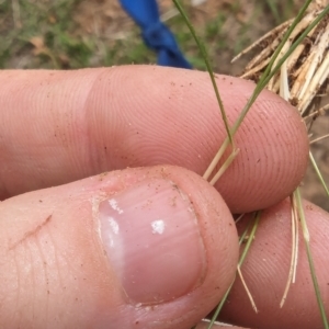 Nassella trichotoma at Evatt, ACT - 19 Feb 2024 10:46 AM