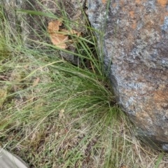 Nassella trichotoma at Evatt, ACT - 19 Feb 2024 10:46 AM