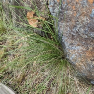 Nassella trichotoma at Evatt, ACT - 19 Feb 2024 10:46 AM