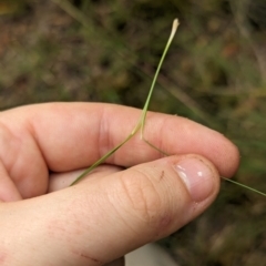 Nassella trichotoma at Evatt, ACT - 19 Feb 2024 10:46 AM