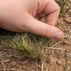 Nassella trichotoma at Evatt, ACT - 19 Feb 2024 10:46 AM