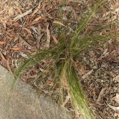 Nassella trichotoma (Serrated Tussock) at Evatt, ACT - 19 Feb 2024 by rbannister