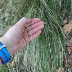 Nassella trichotoma at Evatt, ACT - 19 Feb 2024 10:48 AM