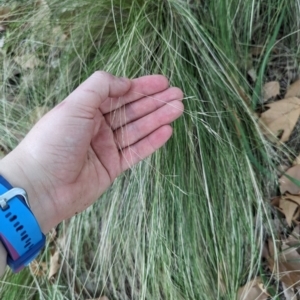 Nassella trichotoma at Evatt, ACT - 19 Feb 2024