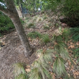 Nassella trichotoma at Evatt, ACT - 19 Feb 2024