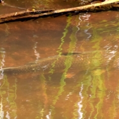 Cyprinus carpio (Common Carp) at Longwarry North, VIC - 20 Nov 2016 by Petesteamer