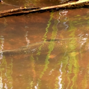 Cyprinus carpio at Longwarry North, VIC - 20 Nov 2016 08:45 AM