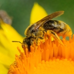 Lasioglossum (Chilalictus) sp. (genus & subgenus) (Halictid bee) at Acton, ACT - 11 Feb 2024 by WHall