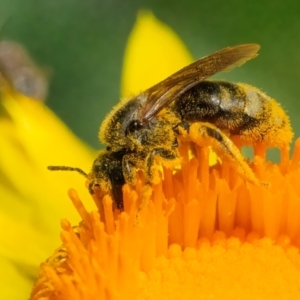 Lasioglossum (Chilalictus) sp. (genus & subgenus) at ANBG - 12 Feb 2024