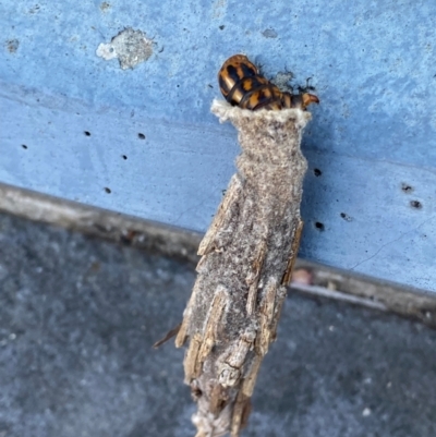 Metura elongatus (Saunders' case moth) at Albury - 18 Feb 2024 by RAllen