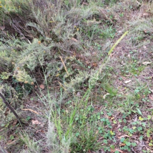 Setaria parviflora at Mount Majura - 19 Feb 2024