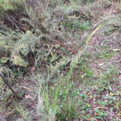 Setaria parviflora (Slender Pigeon Grass) at Mount Majura - 19 Feb 2024 by abread111