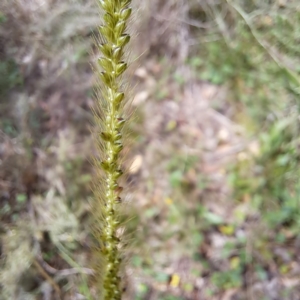 Setaria parviflora at Mount Majura - 19 Feb 2024 11:49 AM