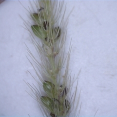 Setaria parviflora at Mount Majura - 19 Feb 2024