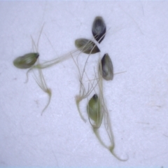 Setaria parviflora at Mount Majura - 19 Feb 2024