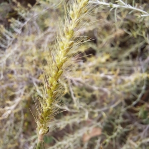 Setaria parviflora at Mount Majura - 19 Feb 2024