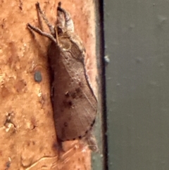 Elhamma australasiae (A Swift or Ghost moth (Hepialidae)) at Kangaroo Valley, NSW - 19 Feb 2024 by lbradley