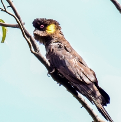 Zanda funerea (Yellow-tailed Black-Cockatoo) at Trafalgar South, VIC - 15 Feb 2018 by Petesteamer