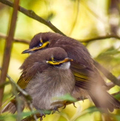 Caligavis chrysops (Yellow-faced Honeyeater) at Trafalgar South, VIC - 15 Feb 2018 by Petesteamer