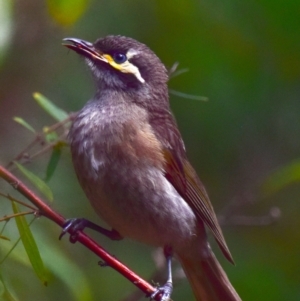 Caligavis chrysops at Trafalgar South, VIC - 16 Feb 2018 09:47 AM