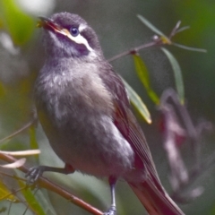 Caligavis chrysops at Trafalgar South, VIC - 16 Feb 2018