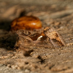 Chrysodeixis subsidens at Harrison, ACT - 16 Feb 2024