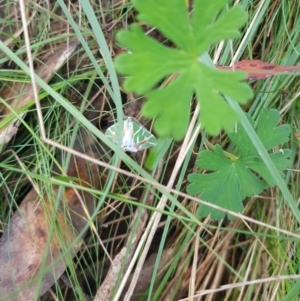 Chlorodes boisduvalaria at Mt Holland - 19 Feb 2024