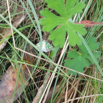 Chlorodes boisduvalaria (Boisduval's Emerald) at Tinderry, NSW - 19 Feb 2024 by danswell