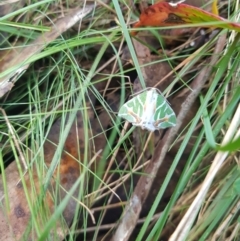 Chlorodes boisduvalaria at Mt Holland - 19 Feb 2024