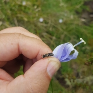 Lasioglossum sp. (genus) at Mt Holland - 19 Feb 2024 04:24 PM