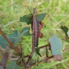 Lepidoptera unclassified IMMATURE (caterpillar or pupa or cocoon) at Rhine Falls, NSW - 19 Feb 2024 by danswell