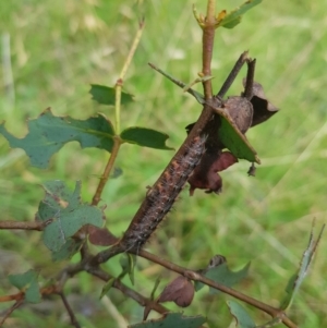 Lepidoptera unclassified IMMATURE at Mt Holland - 19 Feb 2024