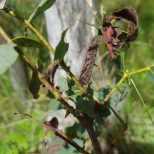 Lepidoptera unclassified IMMATURE at Mt Holland - 19 Feb 2024