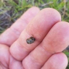 Unidentified Snail or Slug (Gastropoda) at Rhine Falls, NSW - 19 Feb 2024 by danswell