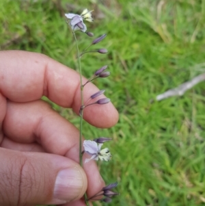 Arthropodium milleflorum at Mt Holland - 19 Feb 2024