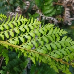 Polystichum proliferum (Mother Shield Fern) at Rhine Falls, NSW - 19 Feb 2024 by danswell