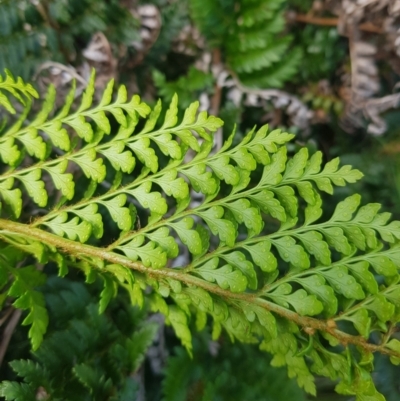 Polystichum proliferum (Mother Shield Fern) at Rhine Falls, NSW - 19 Feb 2024 by danswell