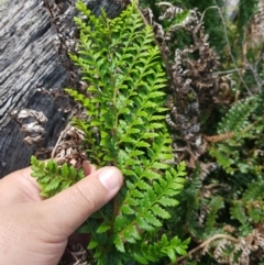 Polystichum proliferum at Mt Holland - 19 Feb 2024 03:03 PM