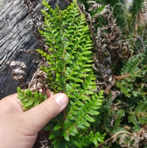 Polystichum proliferum at Mt Holland - 19 Feb 2024 03:03 PM