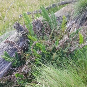 Polystichum proliferum at Mt Holland - 19 Feb 2024 03:03 PM