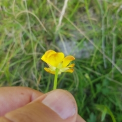 Ranunculus lappaceus (Australian Buttercup) at Mt Holland - 19 Feb 2024 by danswell