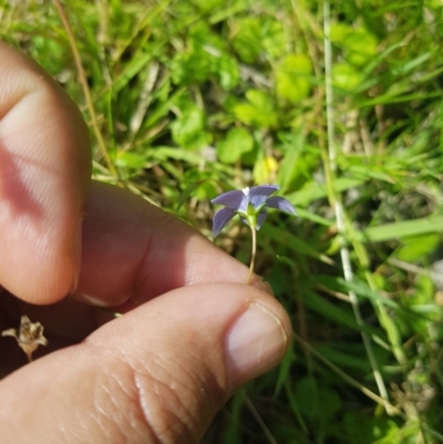 Wahlenbergia planiflora subsp. planiflora (Flat Bluebell) at Tinderry, NSW - 19 Feb 2024 by danswell