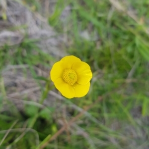 Ranunculus lappaceus at Mt Holland - 19 Feb 2024